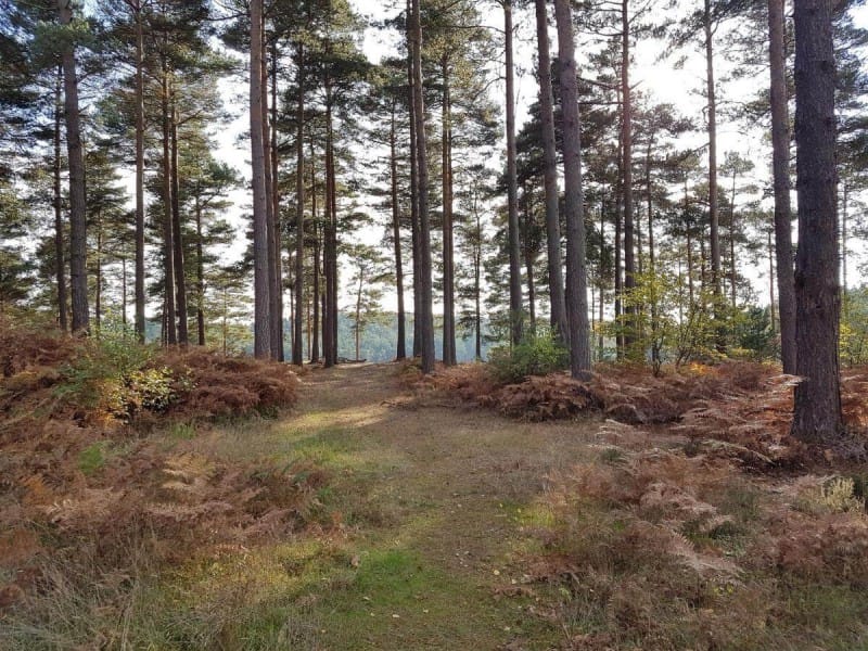 Podzimní atmosféra v&nbsp;lese Bourne Wood.