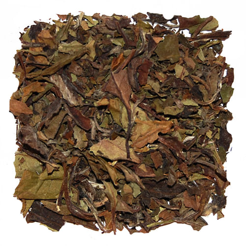 Biela pivonka Biela pivonka