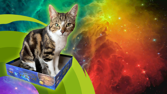 Mačacie hry: tipy na stolové hry s mačacou tematikou