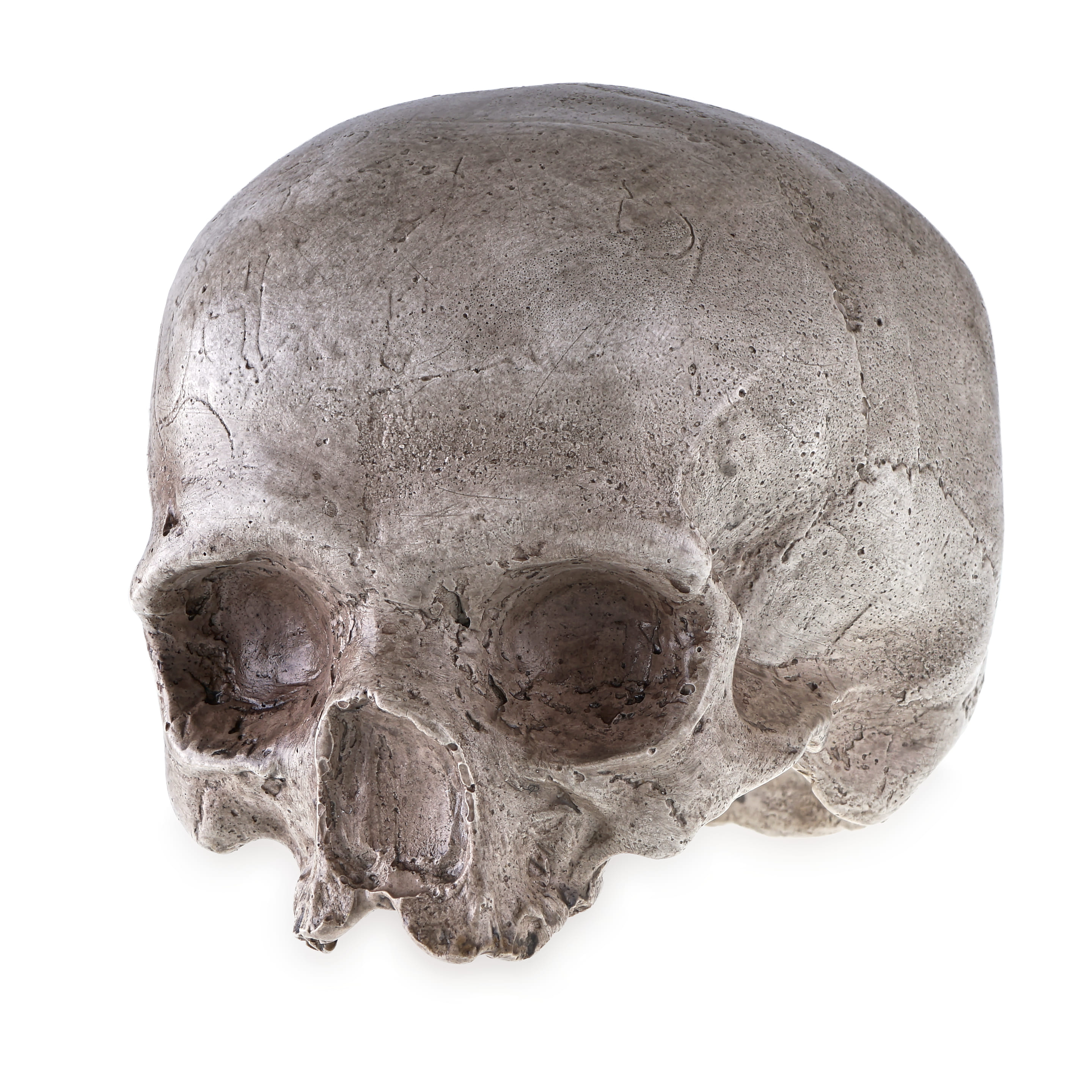 Ľudská lebka - replika