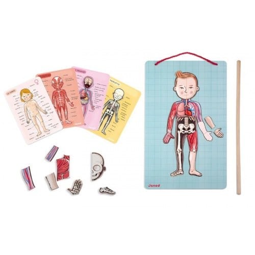 Magnetická tabuľa - Ľudské telo Magnetická tabuľa - Ľudské telo