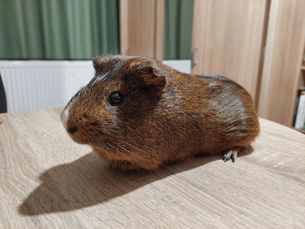 Stráže! Stráže! - limitovaná sběratelská edice